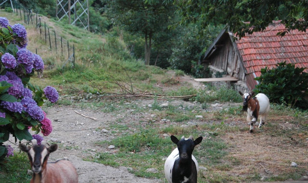B&B Al Turchino E Area Picnic Mele Luaran gambar